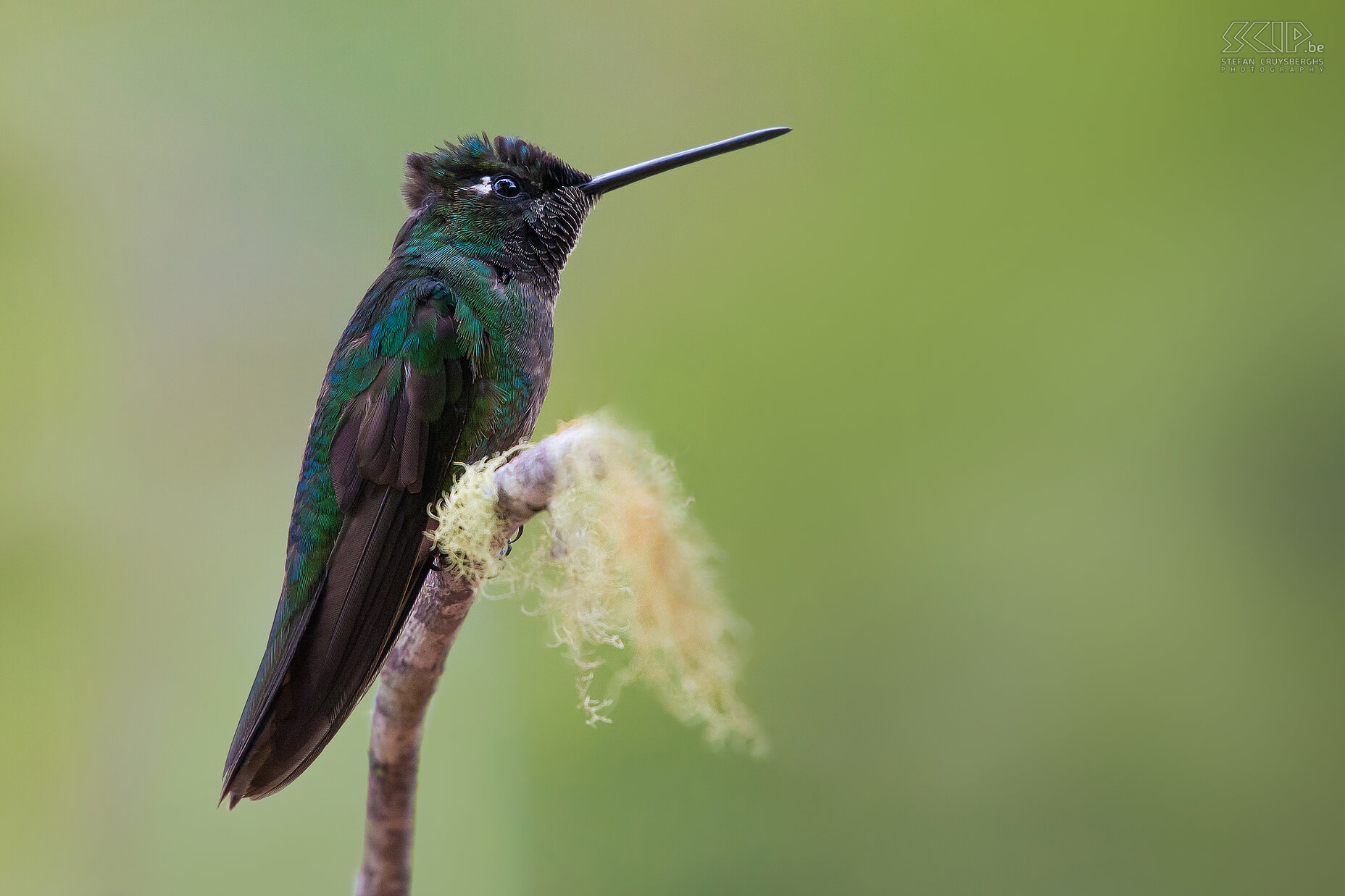 San Gerardo de Dota - Vrouwelijke Rivoli's kolibrie De Rivoli's kolibrie is een vrij grote kolibrie (11-14 cm). Het volwassen mannetje is groen-brons met een paarse kroon, een helder blauw-groene keel en de rest van het hoofd is zwart met een witte vlek achter het oog. Het belangrijkste voedsel van deze kolibrie is nectar en soms wat kleine insecten. Stefan Cruysberghs